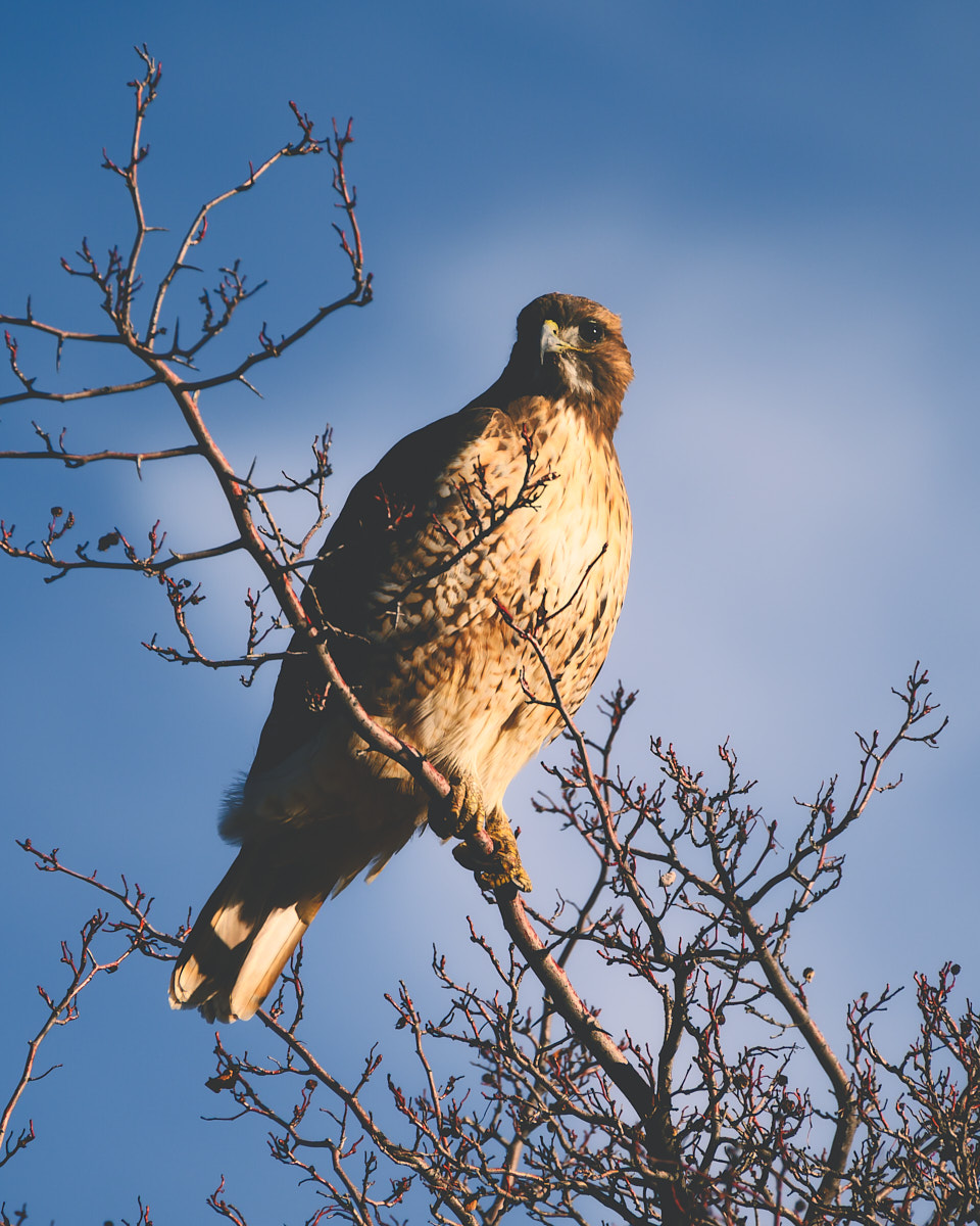 A gorgeous Red-tailed Hawk poses for me along the Animas River.
