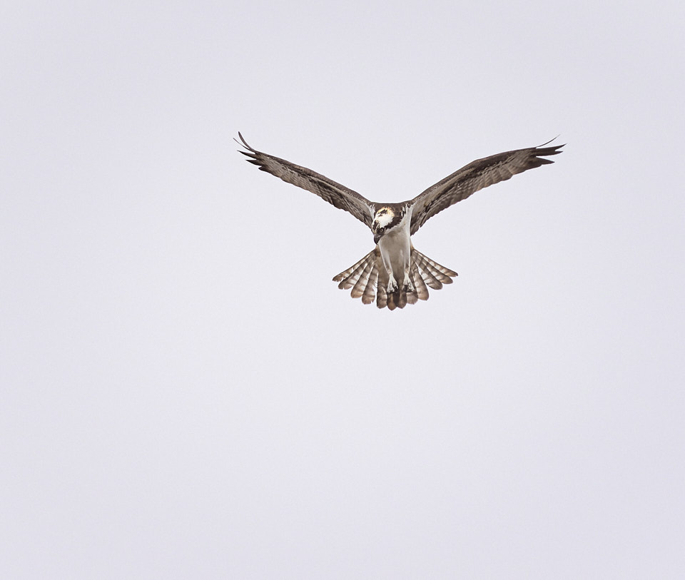 An osprey hovers over the Animas River during a hunt.