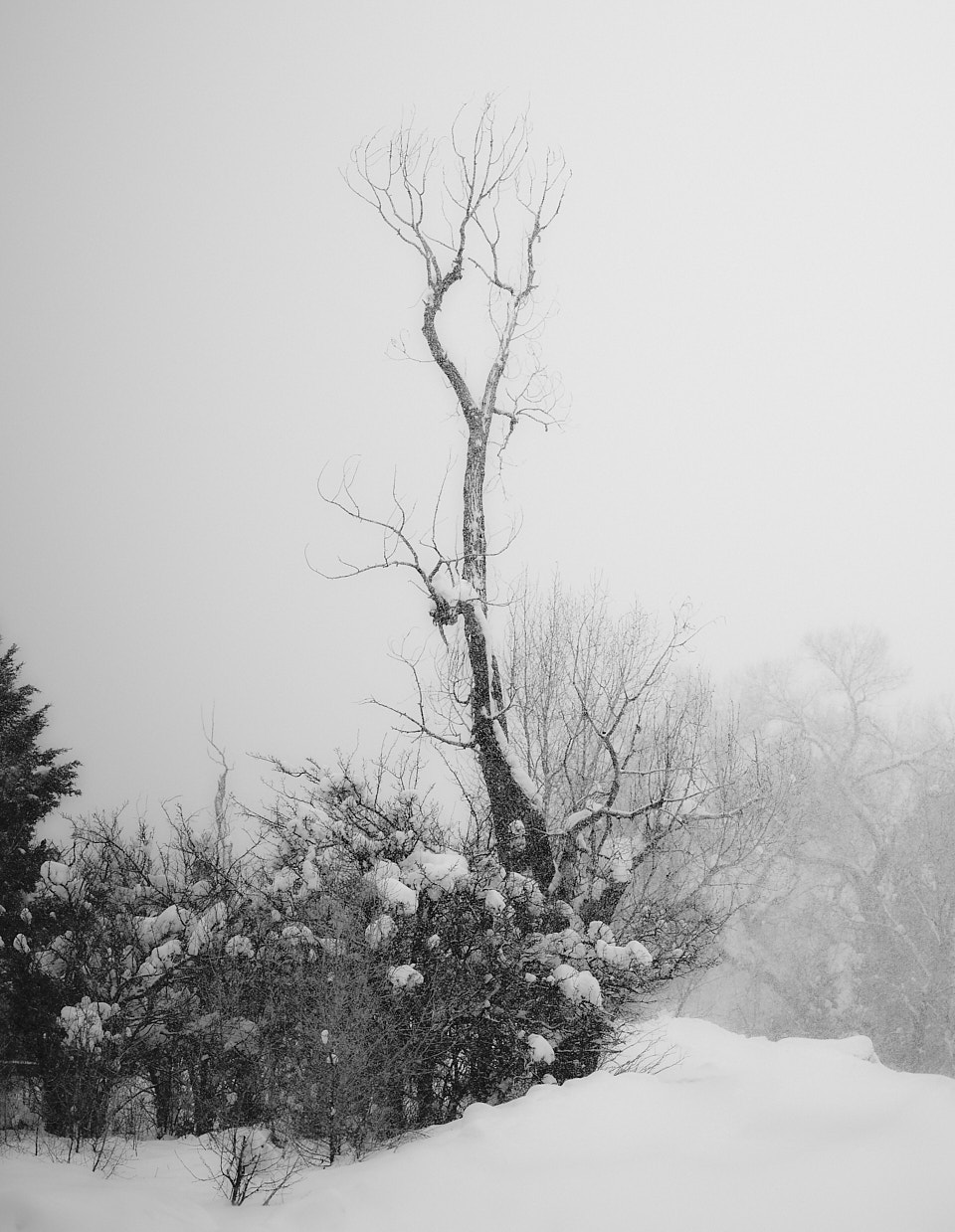 A distinctive tree rising up into the white void during a snowstorm.