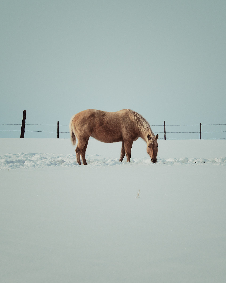A gorgeous beige horse stands in a field of snow with a fence in the background.