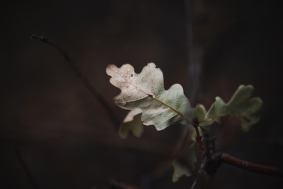 A Gambel oak leaf with pale tones ranging from green to brown with water droplets clinging to it.