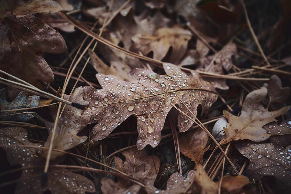 Gambel oak leaves and pine needles on the ground covered with water droplets.