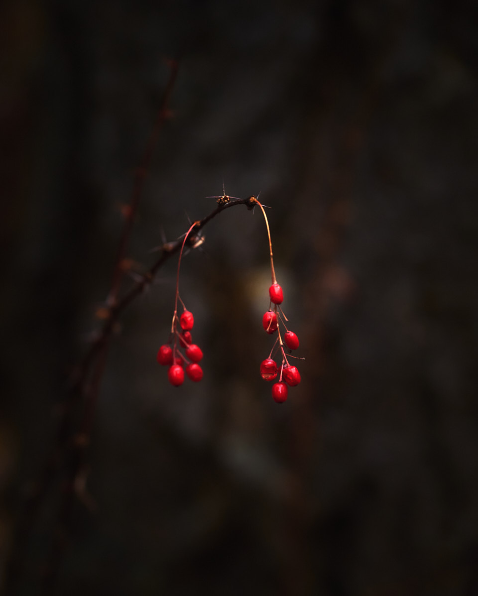 A leafless specimen of berberis fendleri, commonly known as Fendler's Barberry, bearing distinctive red berries and intimidating thorns.