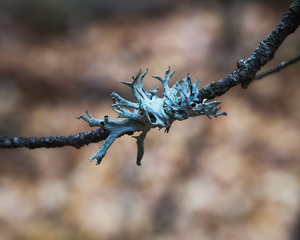 Hooded Tube Lichen