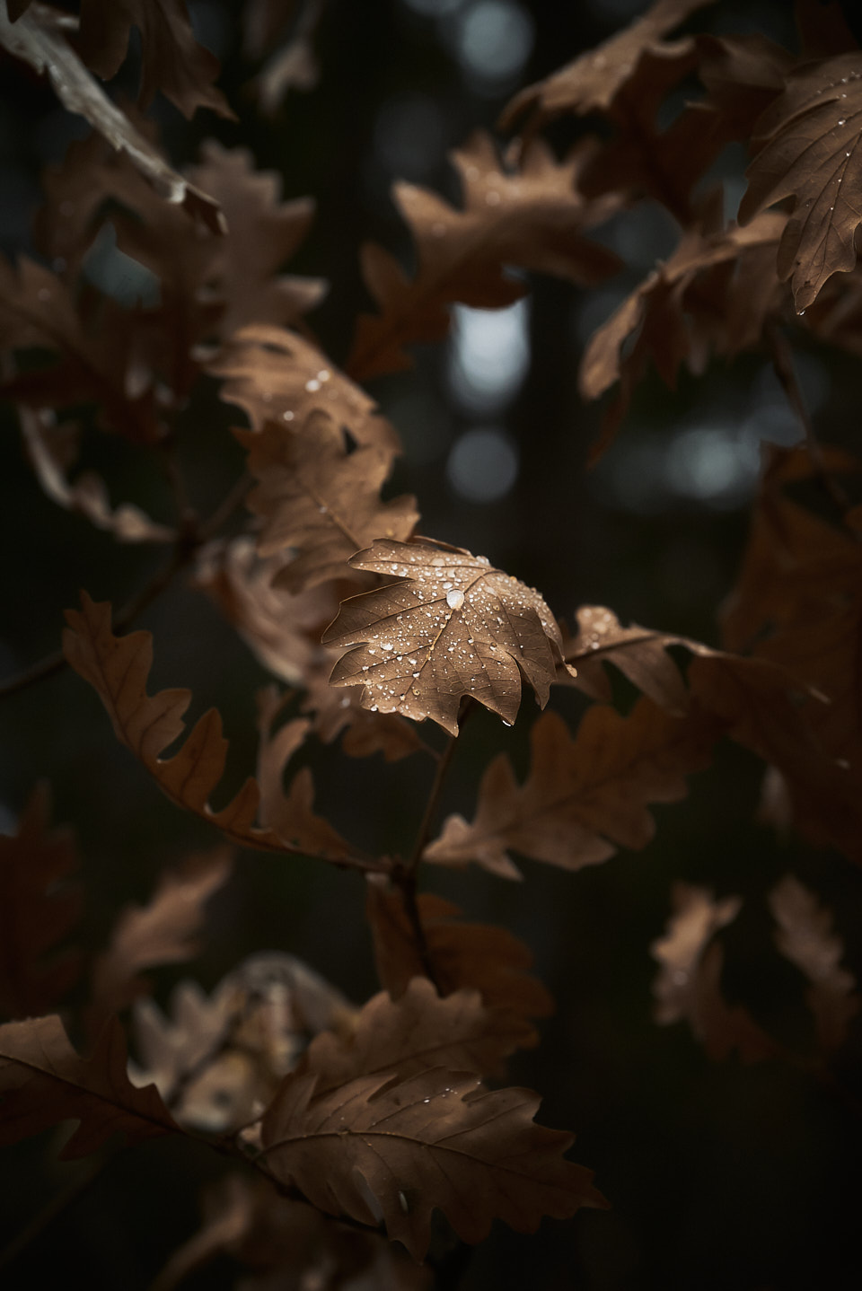 Surprise! More Gambel oak leaves covered with water droplets.