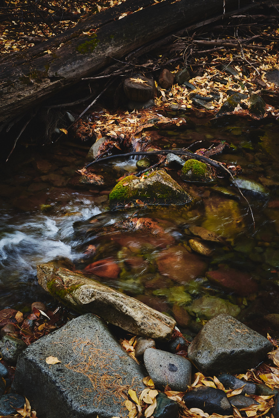 Junction Creek adorned with wet fall leaf litter.