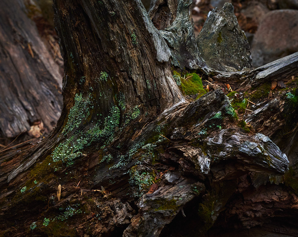 A stump covered with moss and lichen.