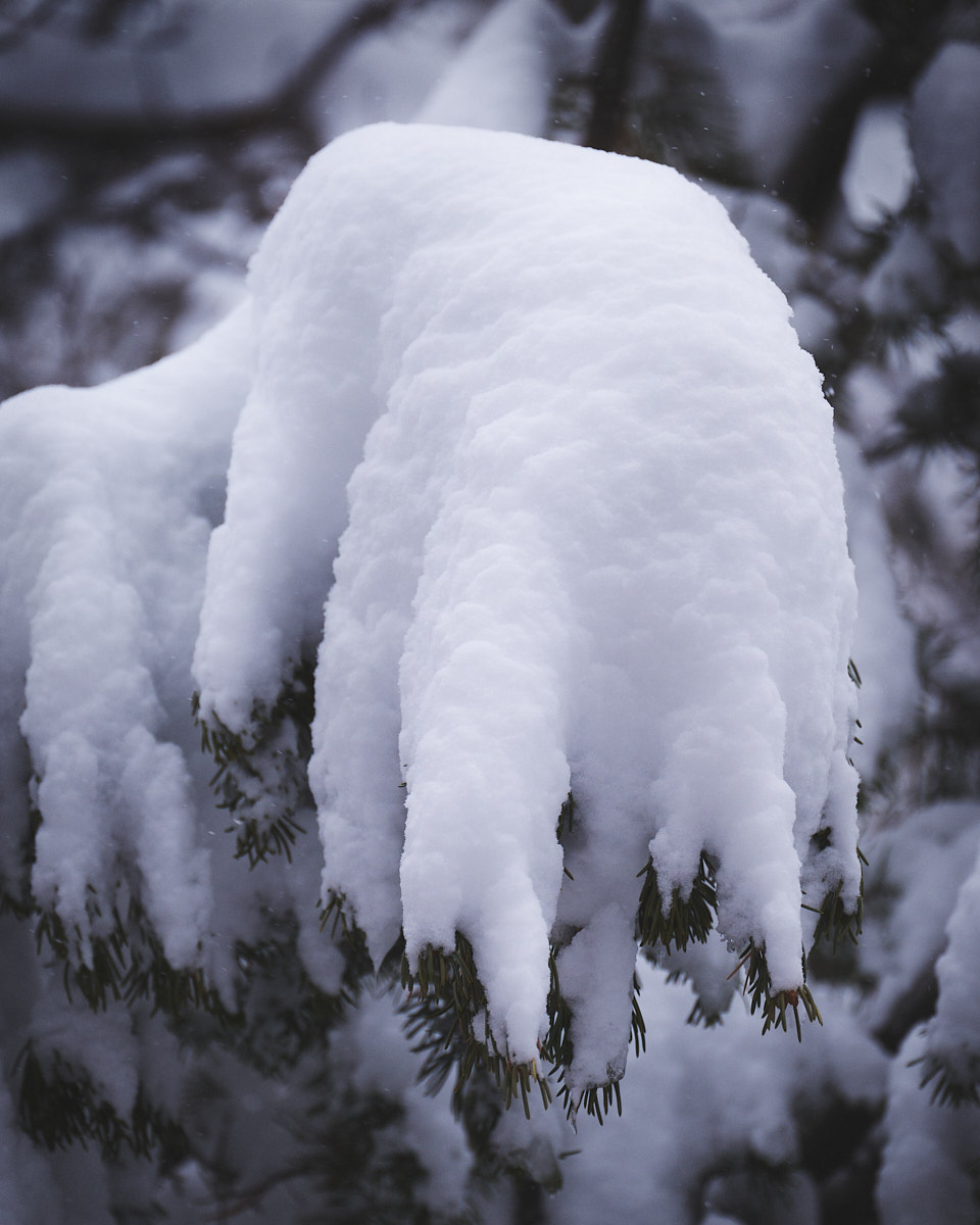 Snow clinging to a pine branch evokes the shape of a fantastical beast.