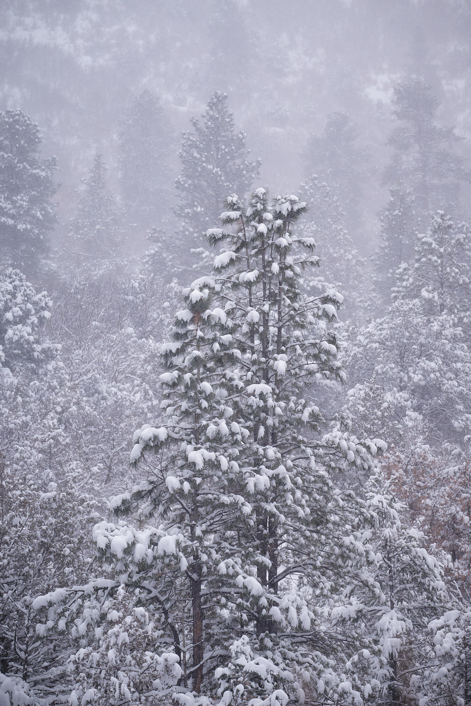 Layers of pine and fir trees along the trail fade into the distance through the snowfall.