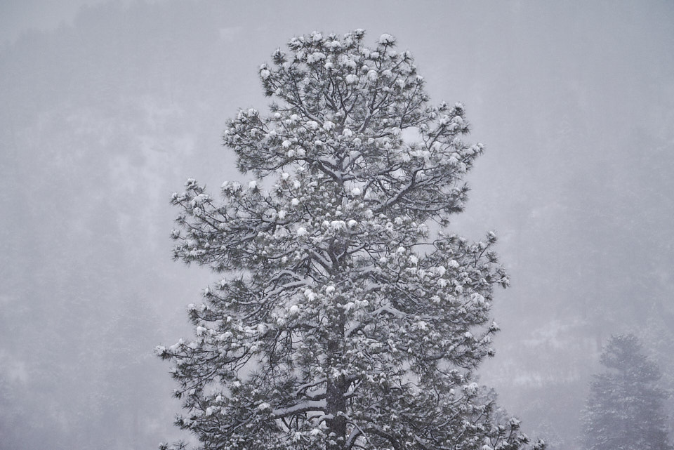 A ponderosa pine standing tall through the snowstorm.