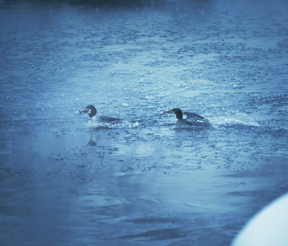 A Common Goldeneye—or hybrid Goldeneye and Bufflehead—swallows a fish as a Common Merganser protests on an extremely cold morning.