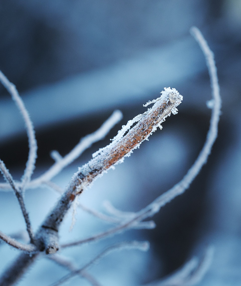 The ice collecting on this broken branch caught my attention.