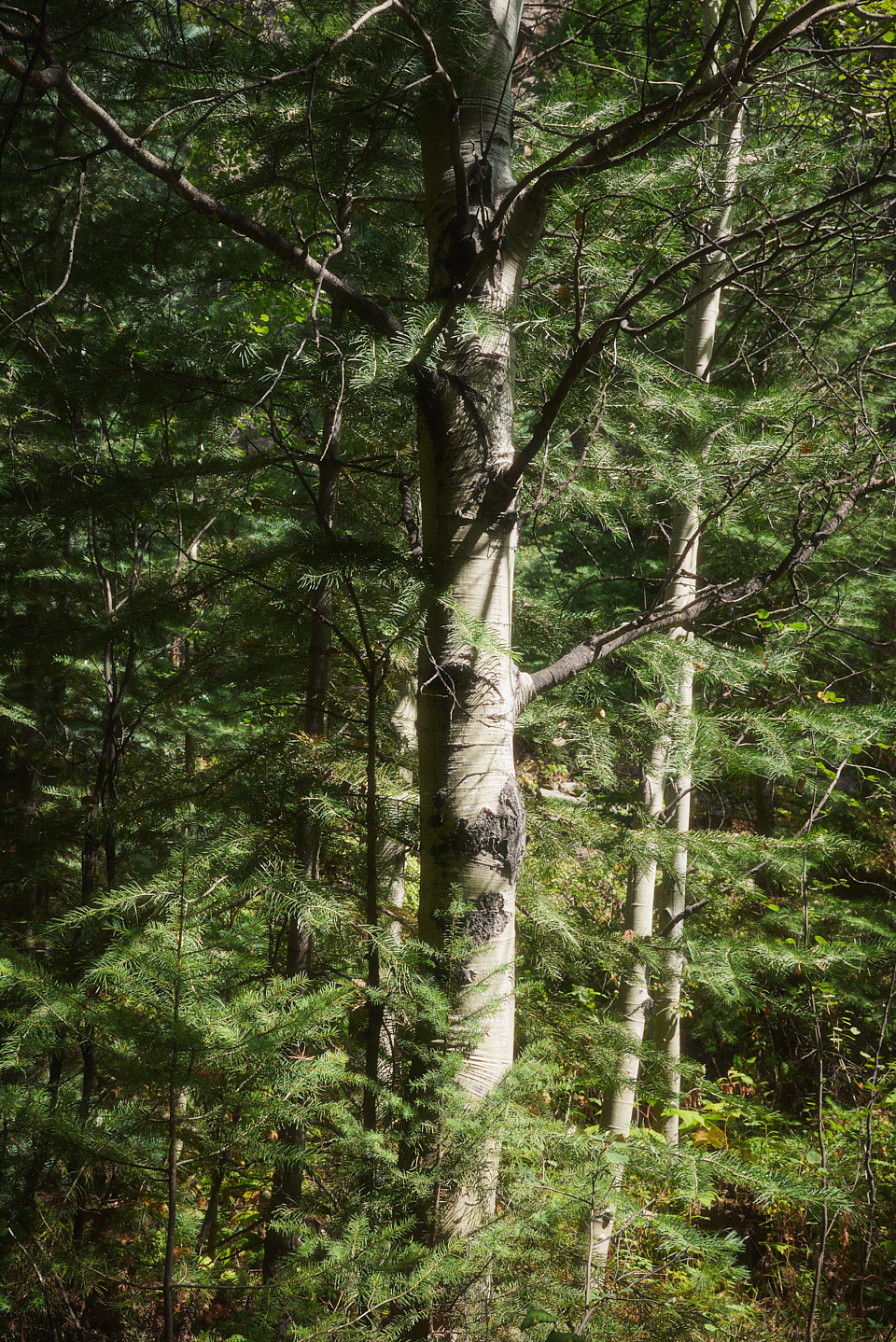 An aspen tree embedded in the surrounding evergreen trees.