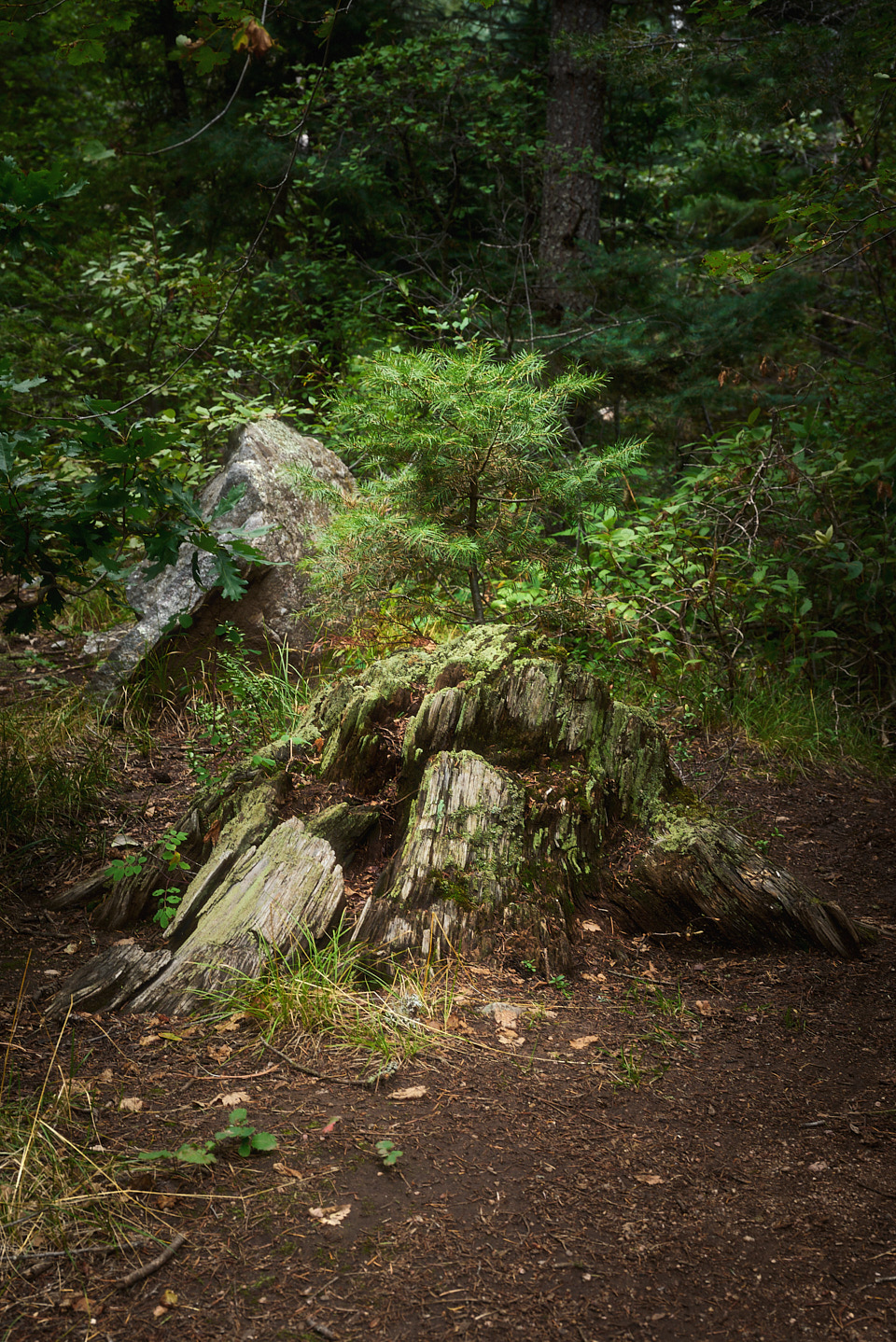 A small pine grows out of an old stump.