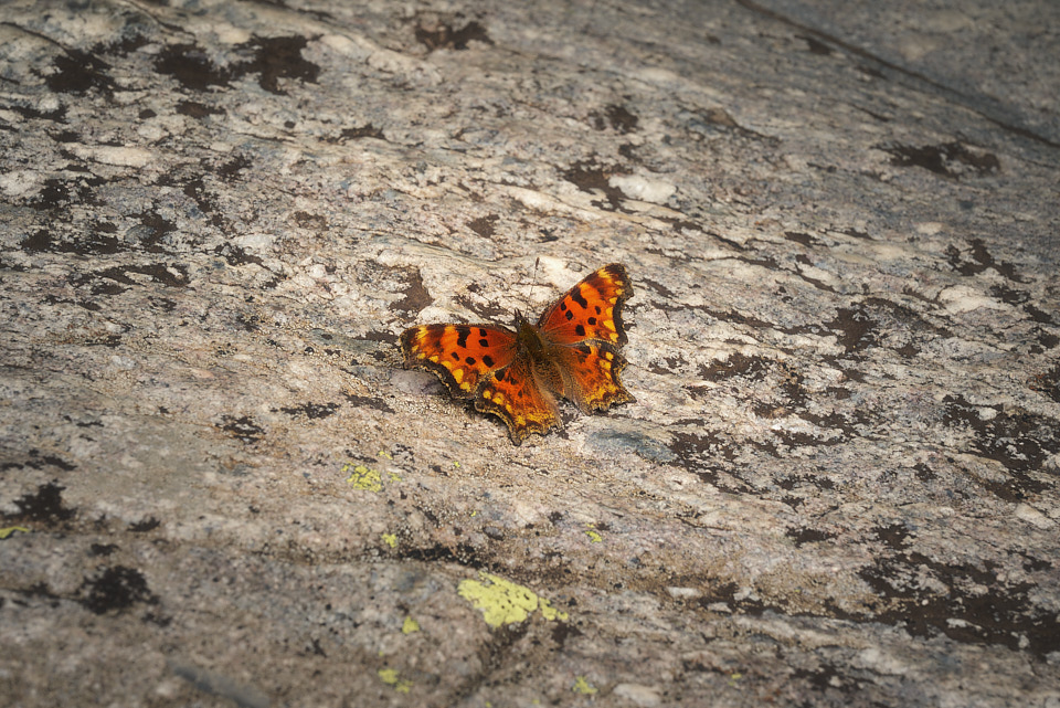 A hoary comma butterfly resting momentarily on the granite along the creek.