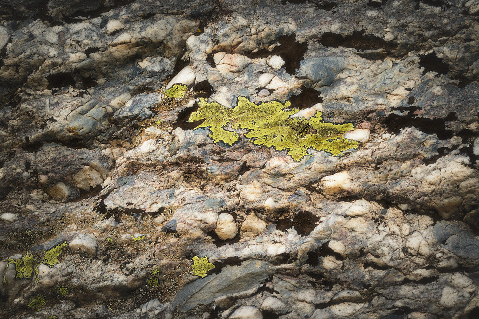 Close-up of mottled granite with veins of white quartz, dotted by bright yellow-green lichens in dappled light.
