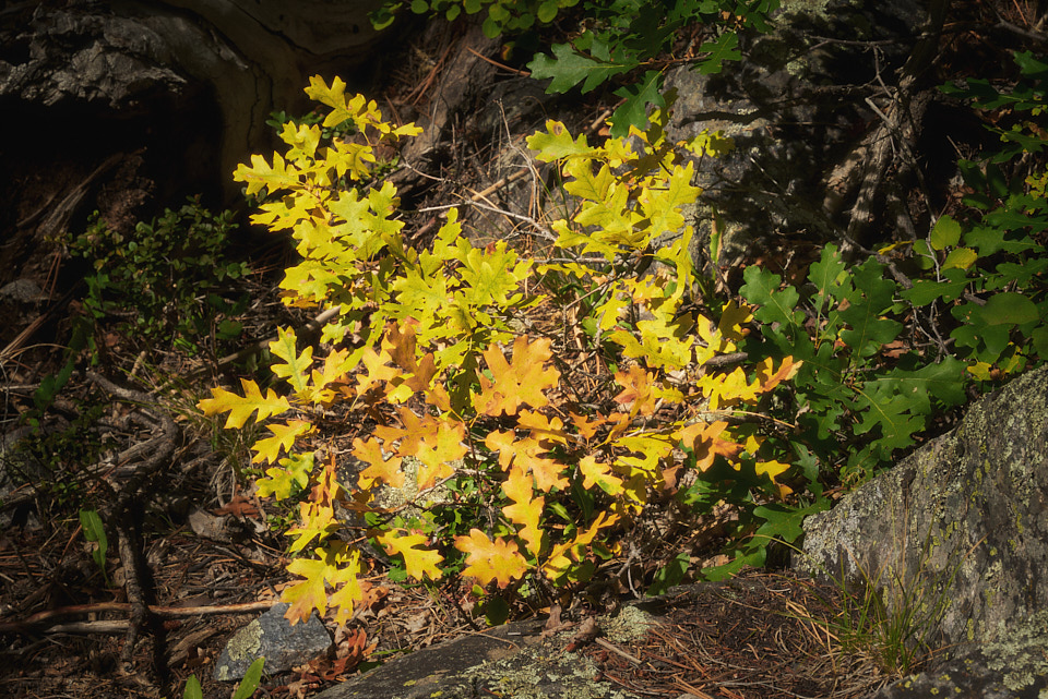 A small Gambel oak shrub turning yellow and orange grows among green foliage and rocks offering a prelude to the coming fall color change.