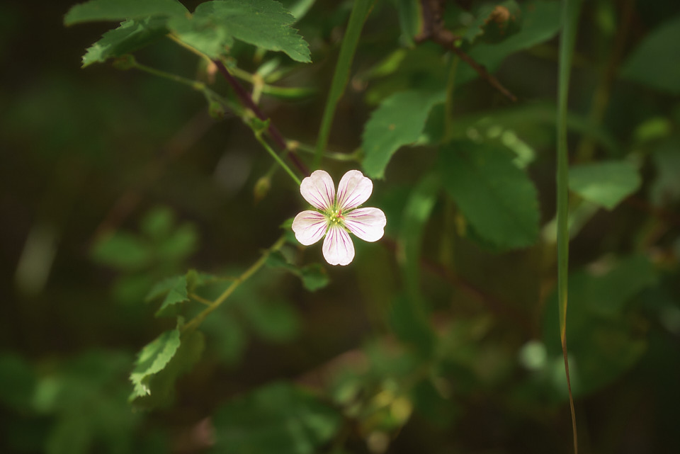 The only flower I saw all day was this late blooming wild geranium.